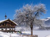 Rauhreif auf Baum neben Bauernhof